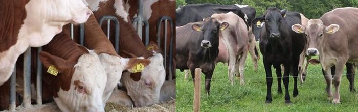 Bild links: Mastbullen am Fressgitter; Bild rechts: Kühe auf der Weide - Matthias Schuhbeck/LEL